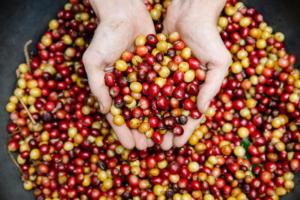 cafe way of life cwol nos defis we are cwol cerises cafe way of life cwol nos defis we are cwol cerises