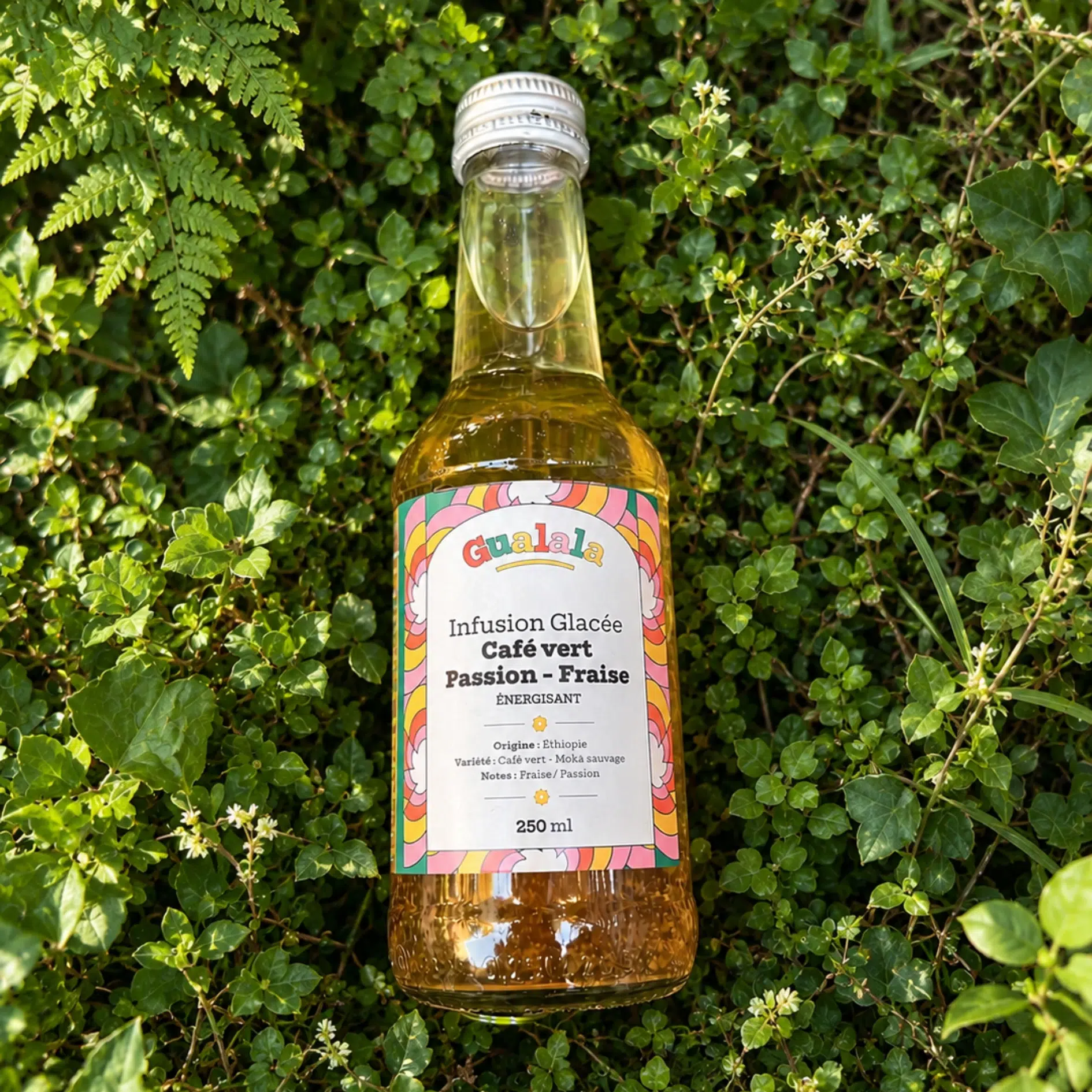 Bouteille de Gualala posée sur un coussin d'herbes vertes